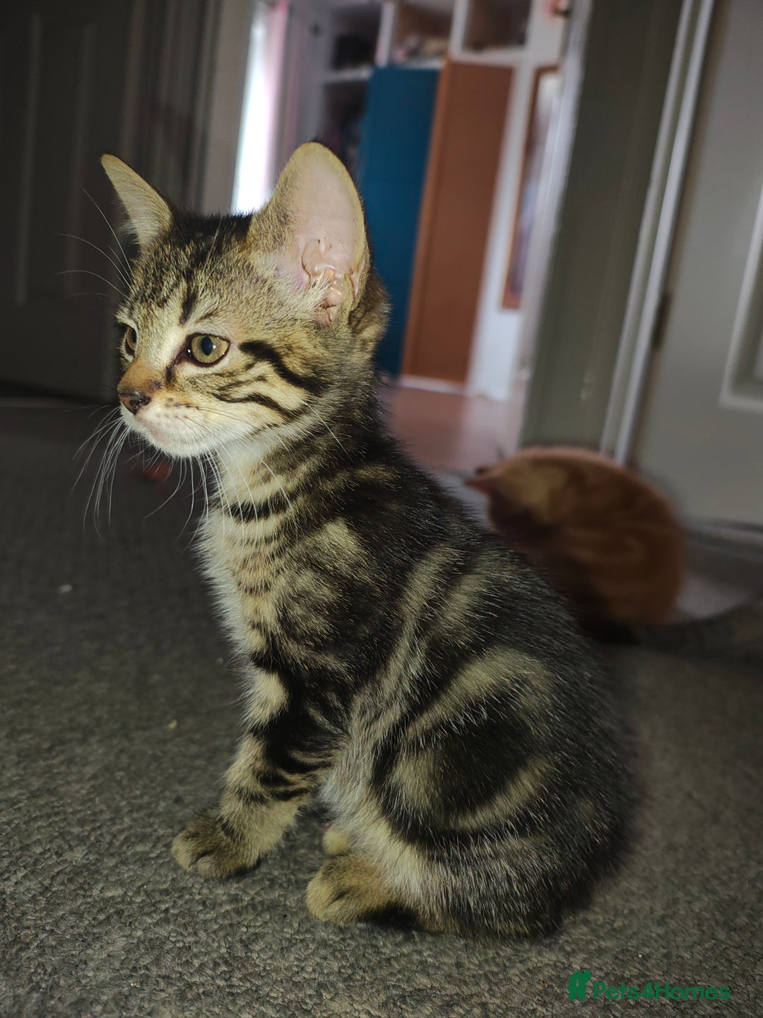 Mixed Breed cats for sale: Kittens - Image 1