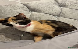 Mixed Breed cats for sale: Female Calico kitten  - Image 6