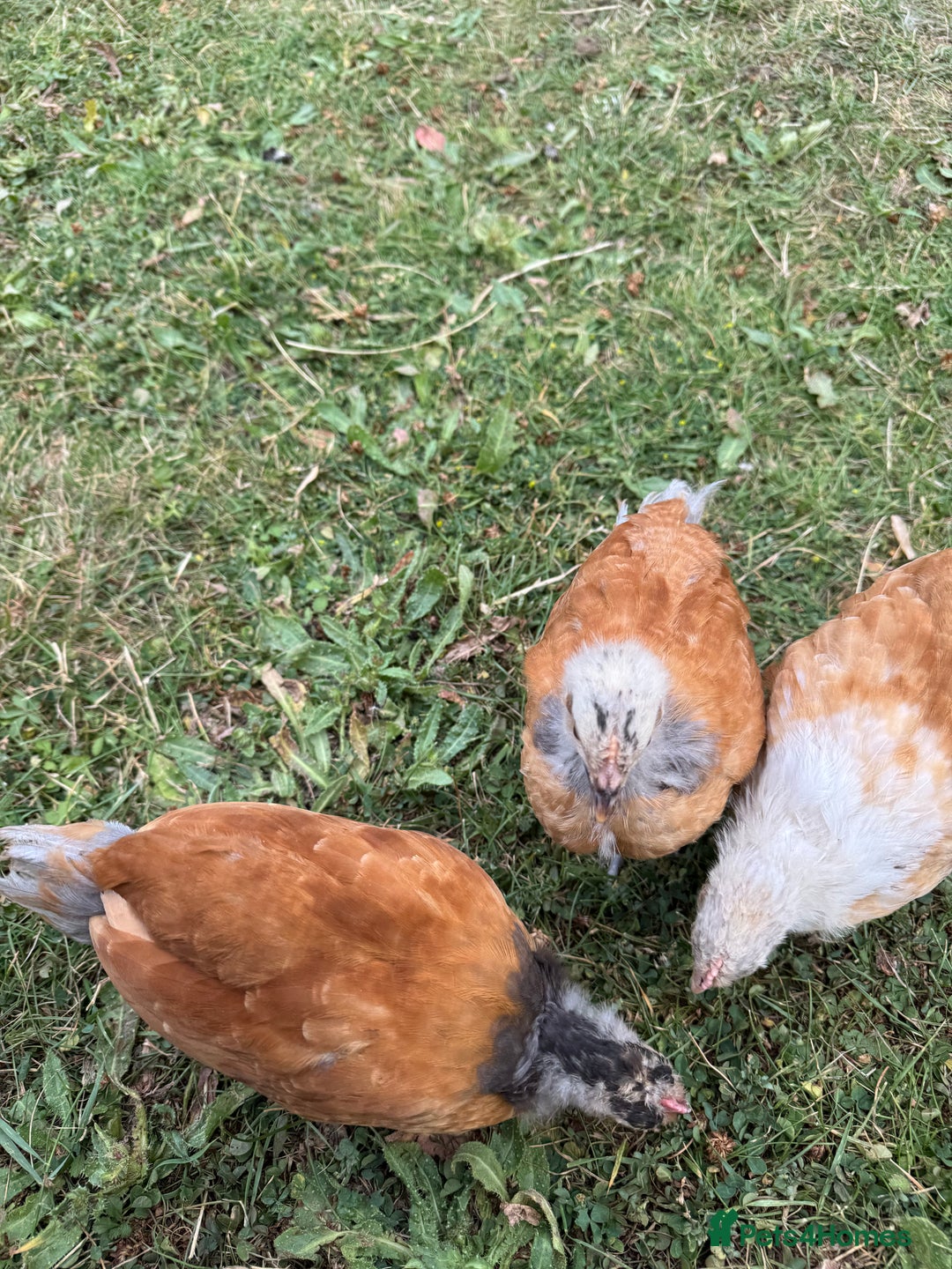 Chickens poultry for sale: Purebred Vorwerk chicks and chickens for sale - Image 2