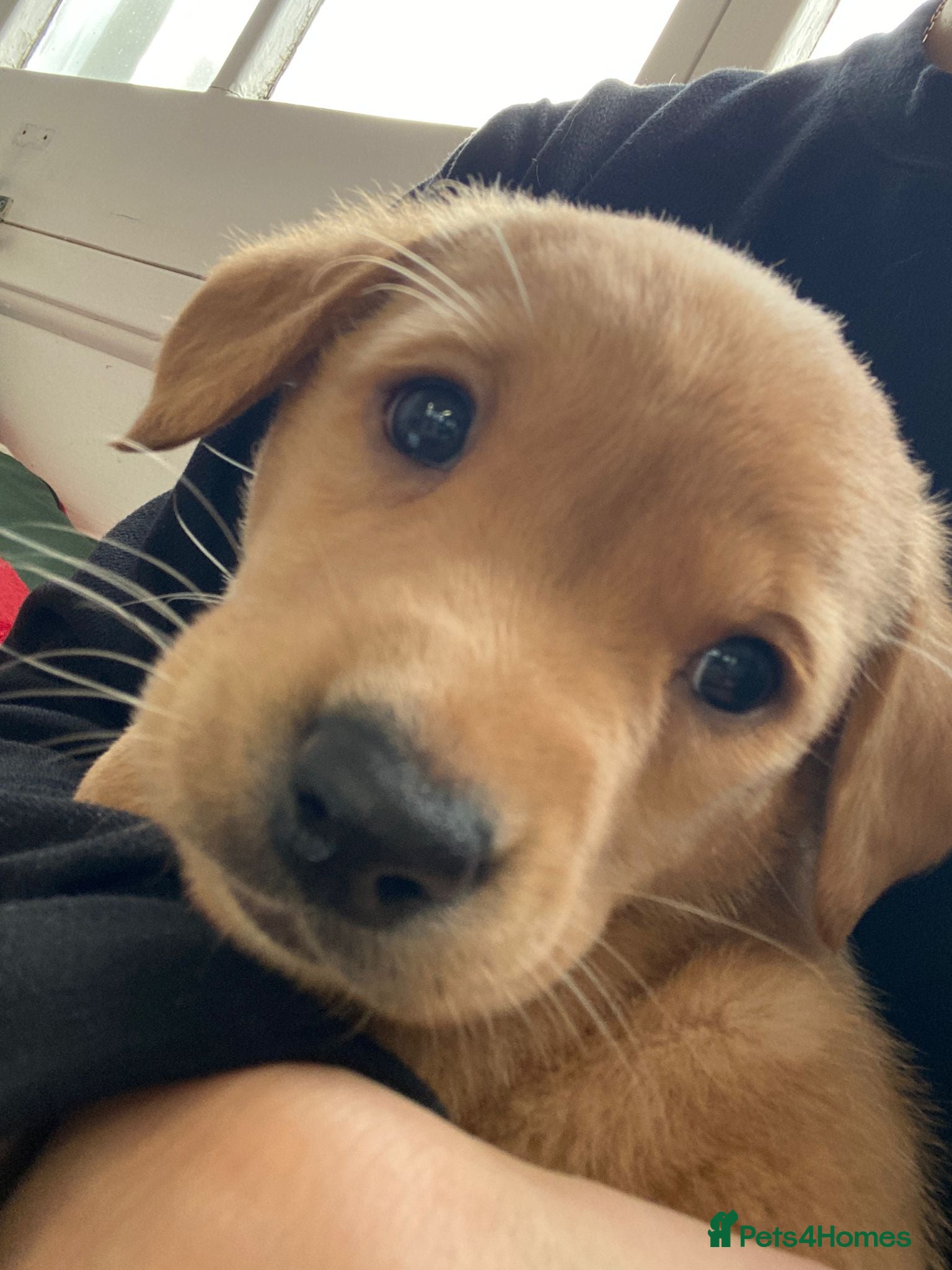 Labrador Retriever dogs FOX RED LABRADOR PUPS  - Advert 2