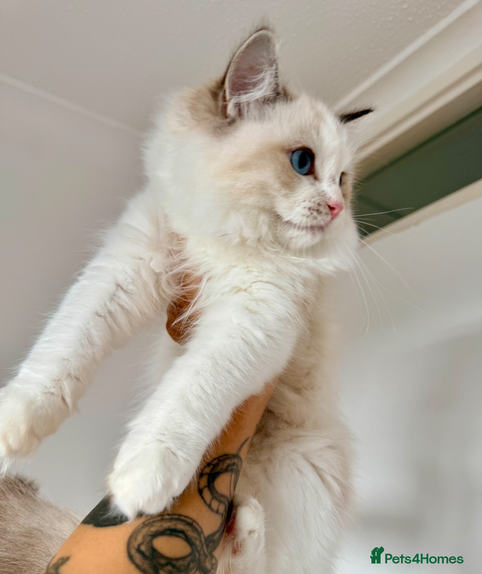 Ragdoll cats ✨ Exceptional Ragdoll Kittens Ready to leave ✨ - Advert 2