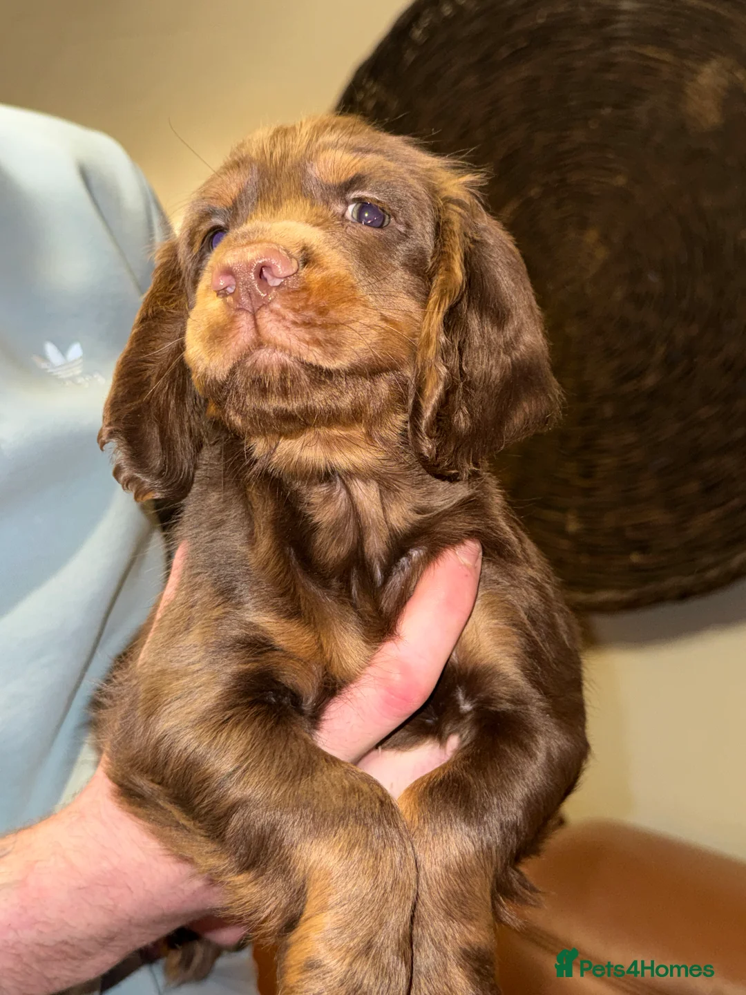 Cocker Spaniel dogs for sale: Stunning KC registered Cocker Spaniel Pups - Advert 5