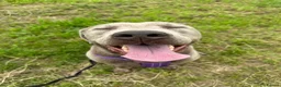 Labrador Retriever dogs for sale: KC Registered Stunning Silver Labrador in Auchterarder - Advert 10