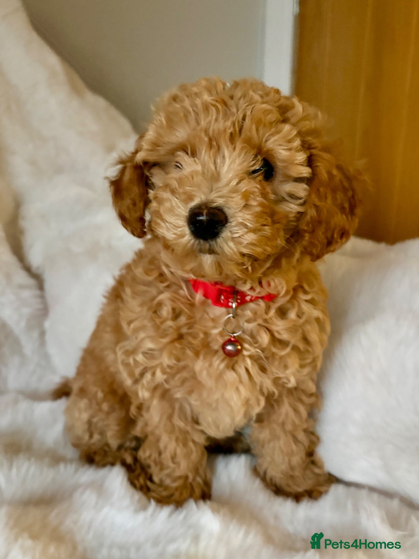 Poochon dogs for sale: 🐾 Beautiful Poochon Puppies – 4 Girls & 1 Boy 🐾 - Advert 1