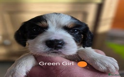 Cockalier dogs for sale: working cocker spaniel  - Image 22