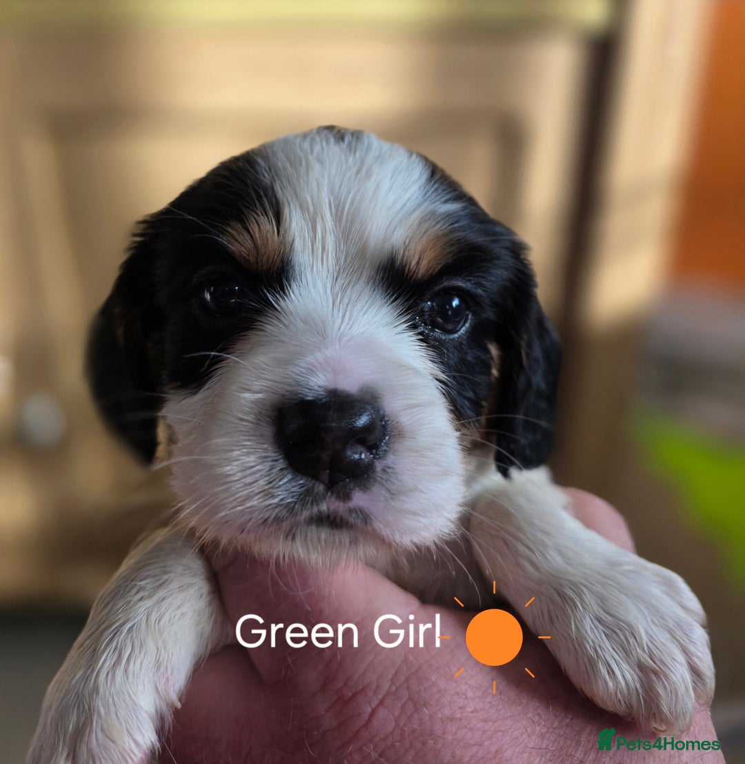 Cockalier dogs for sale: working cocker spaniel  - Image 22