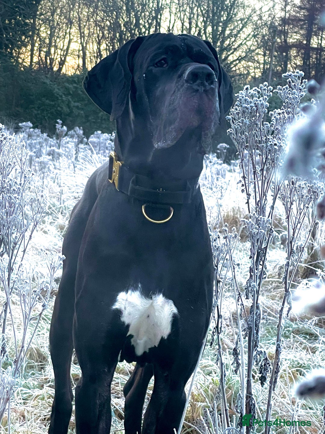 Great Dane dogs for stud: Free Stud BUT Will take a Puppy of Choice Instead in Huntly - Advert 5