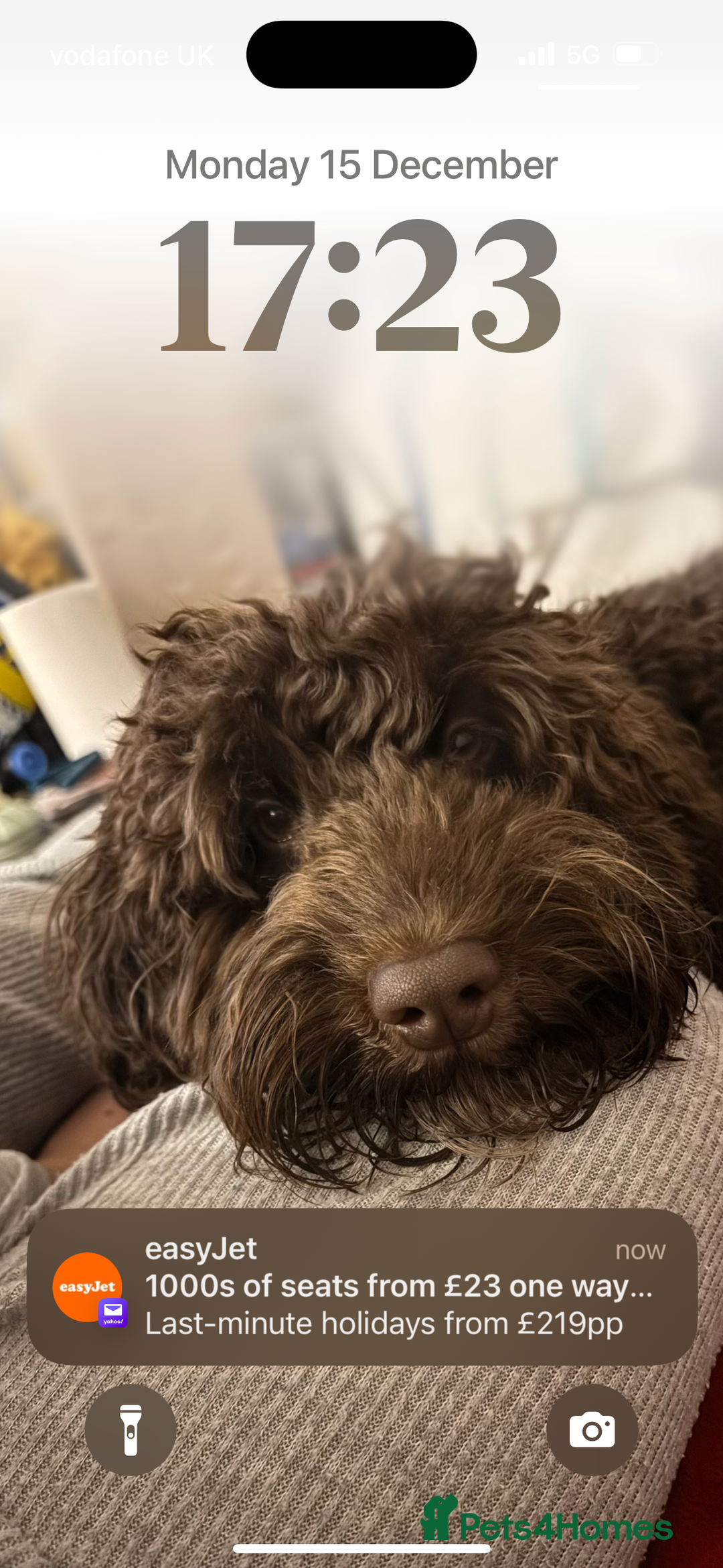 Cockapoo dogs for stud: Cockapoo for stud (not for sale ) - Advert 4