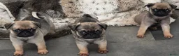Pug dogs for sale: Pug puppies  in Newton Abbot - Advert 9