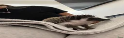 Pygmy Hedgehog rodents for sale: Pygmy hedgehog and tank - Advert 9