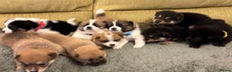 Mixed Breed dogs for sale: Pomskiba Inu Puppies. Shiba Inu x Pomsky - Advert 5