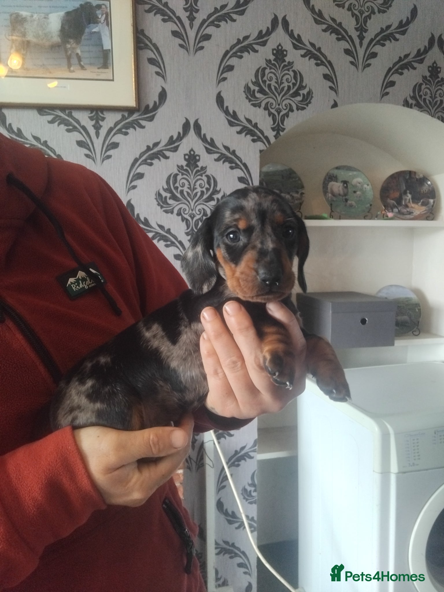 Miniature Dachshund dogs Miniature dachshund  - Advert 1