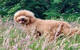 Bernedoodle dogs for sale: Bernedoodle stunning puppies F1b cuddly standard - Image 5
