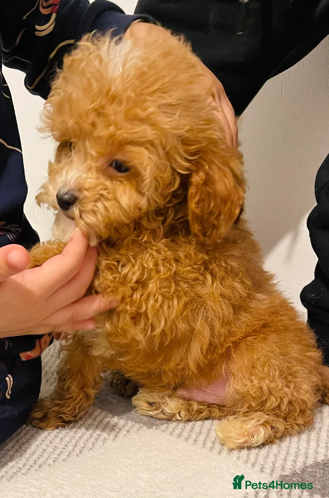Cavapoo dogs for sale: Beautiful Cavapoo Puppies – Ready for Loving Homes - Advert 3