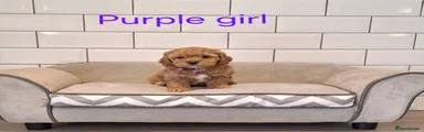 Cavapoochon Puppy 10