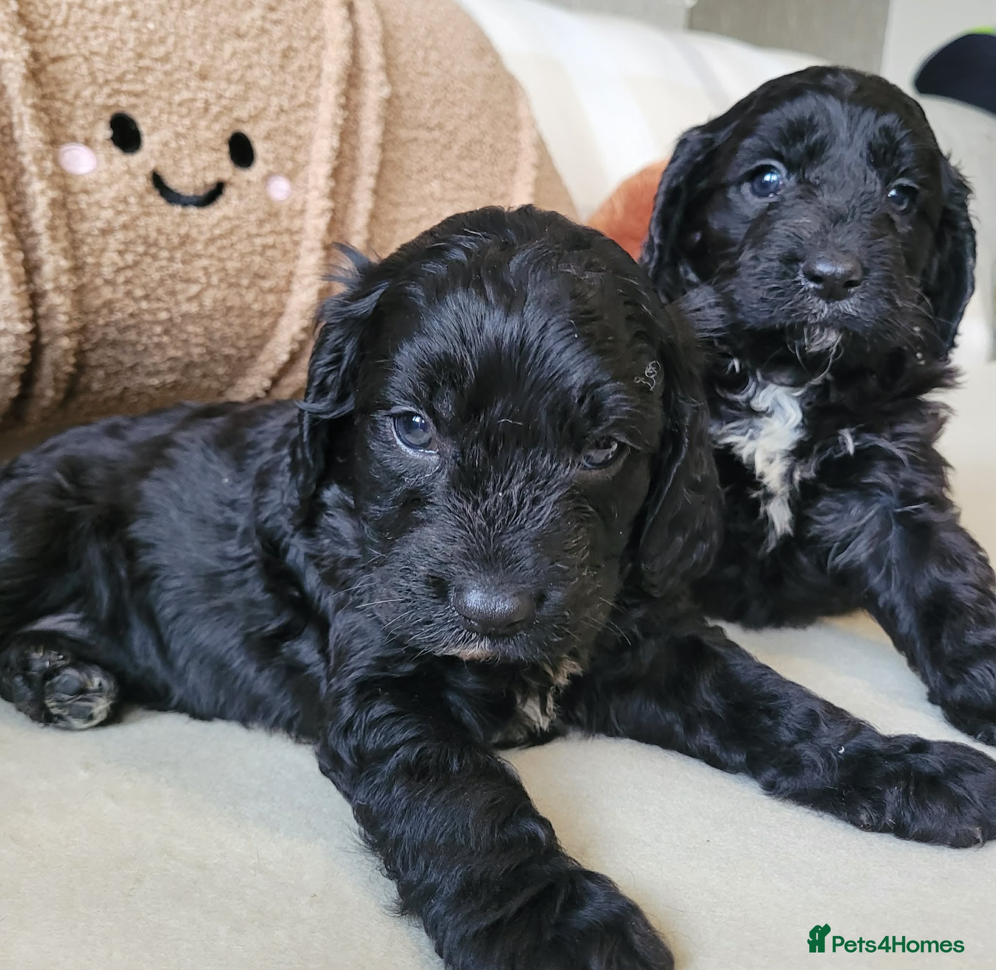 Cavapoo dogs ToyF1Cavapoo puppies rare colour 2 left - Advert 3