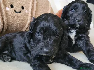 Cavapoo dogs ToyF1Cavapoo puppies rare colour 2 left - Advert 3