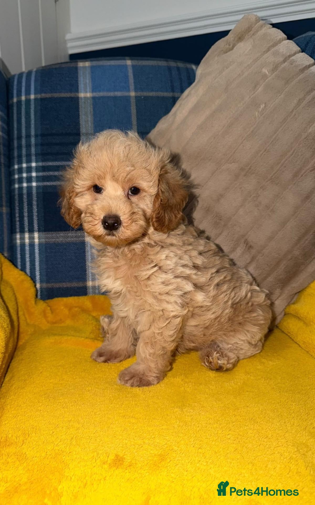 Toy Poodle dogs Last two Toy Poodle Boys Available Now - Advert 2