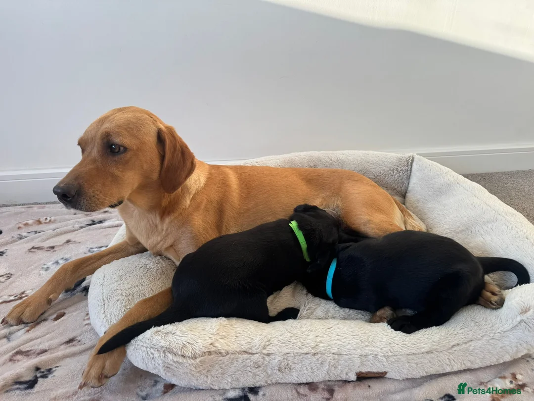 Labrador Retriever dogs for sale: Gorgeous 6-Week-Old Working Labrador Puppies in Ripley - Advert 31
