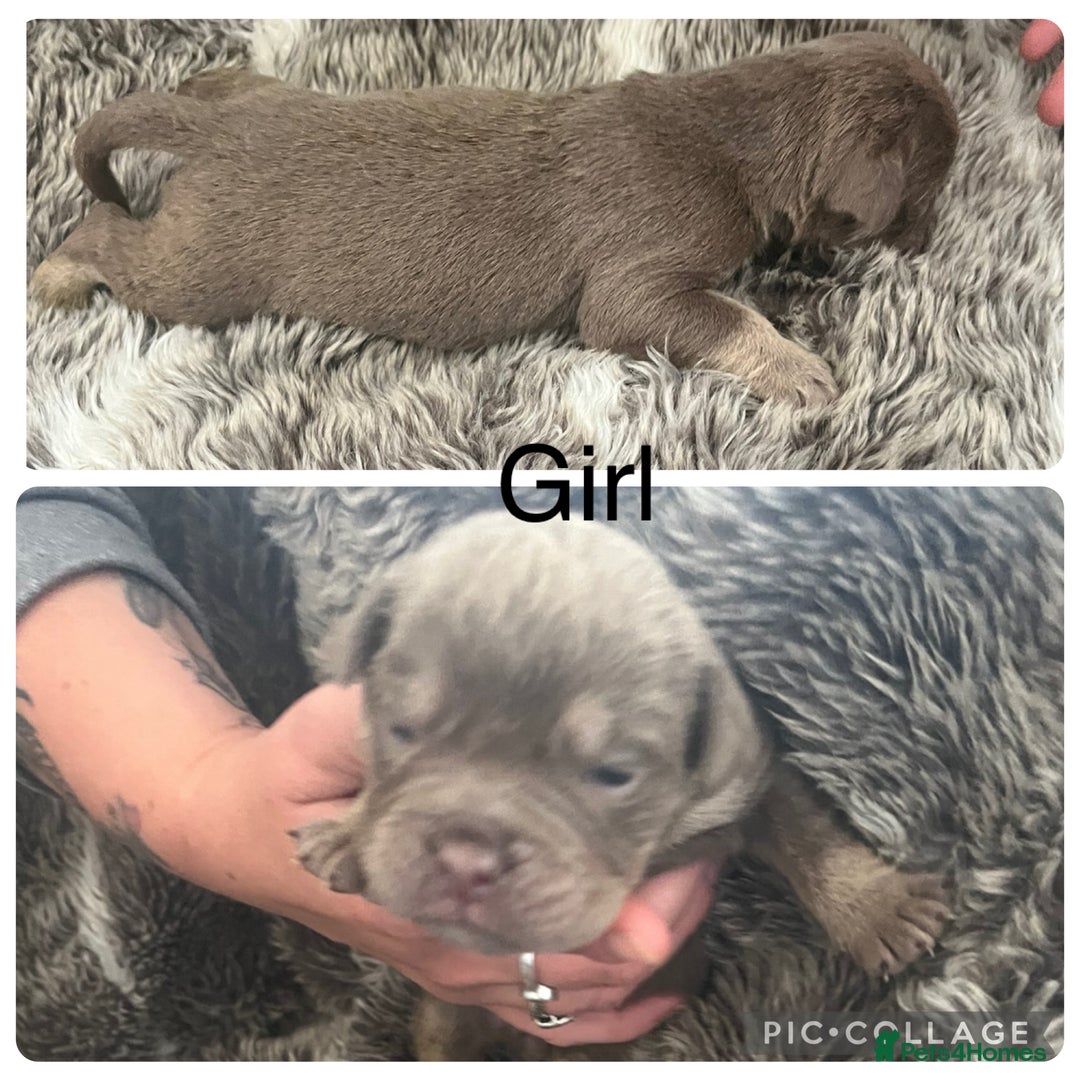 Olde English Bulldogge dogs for sale: Olde English bulldog puppies  - Image 7