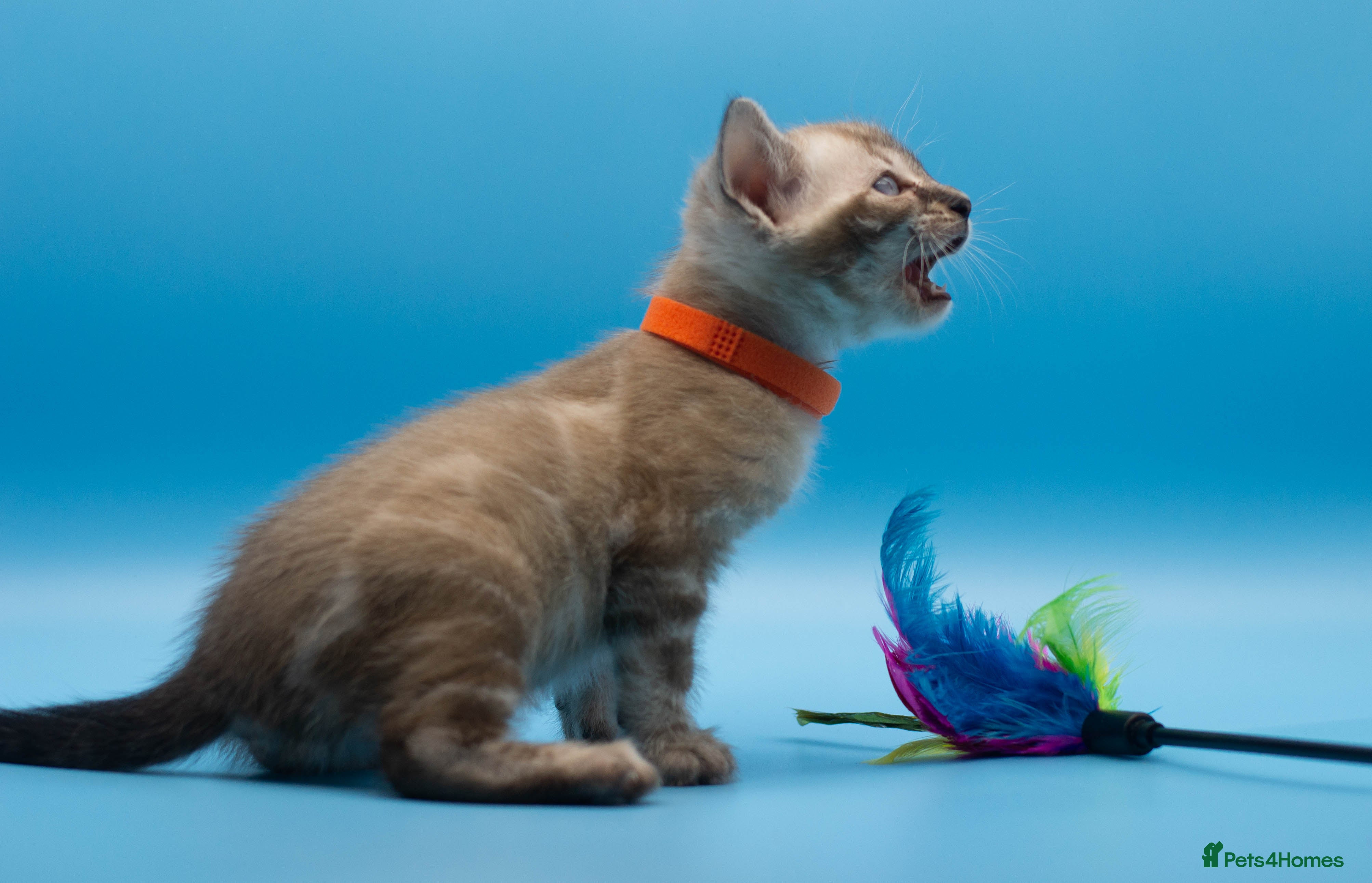 Bengal cats TICA Registered Bengal Kittens – Truly Magnificent - Advert 1