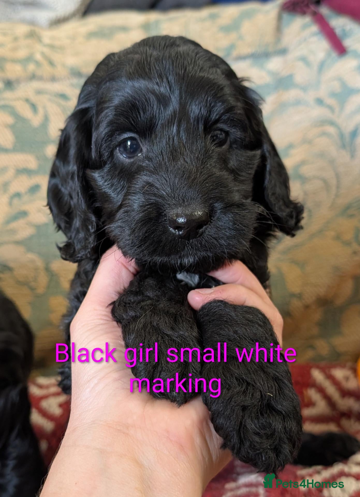 Cockapoo dogs Licensed breeder, health tested F1 cockapoos - Advert 2