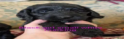 Cockapoo dogs for sale: Licensed breeder, health tested F1 cockapoos - Advert 2