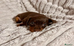 Dachshund dogs for sale: Litter of 5 beautiful dachshund pups for sale. - Image 11