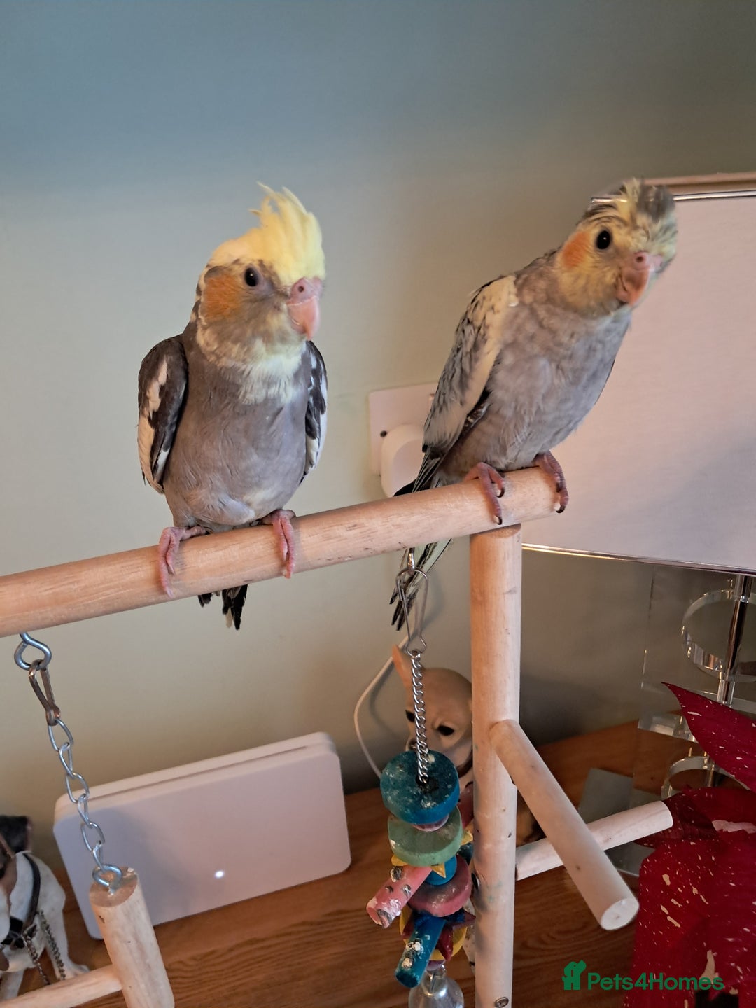 Cockatiels birds for sale: Hand reared baby cocktails ready now  - Advert 3