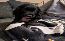 Cocker Spaniel dogs for sale: Beautiful cocker spaniel pups - Image 11