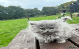 British Longhair cats for sale: Beautiful British long hair ready for new home - Advert 1