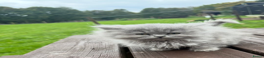 British Longhair Kitten 1