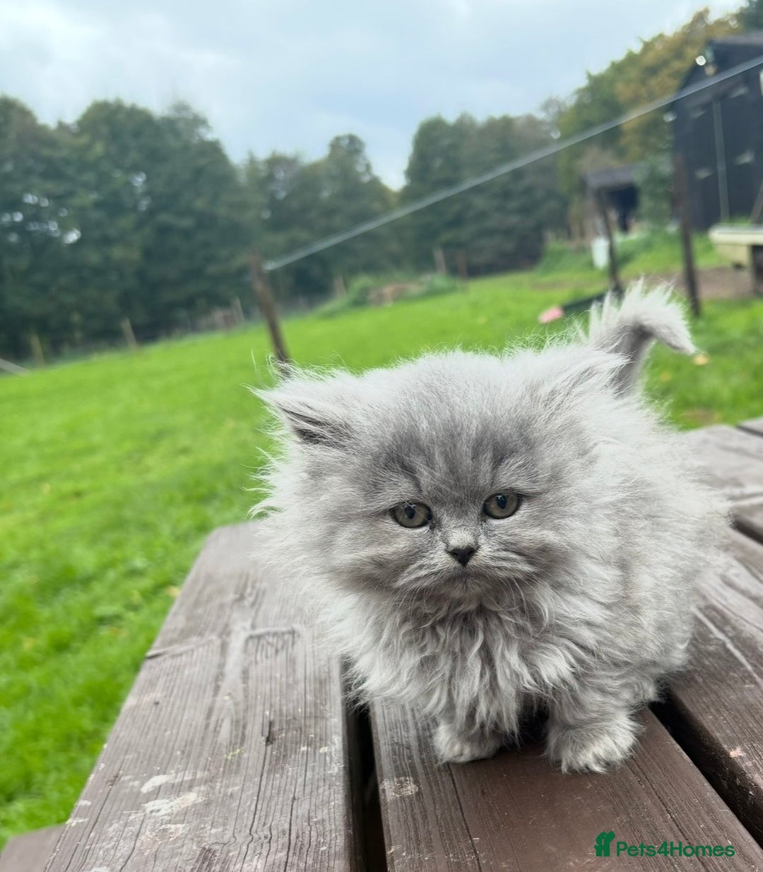 British Longhair cats for sale: Beautiful British long hair ready for new home - Advert 1