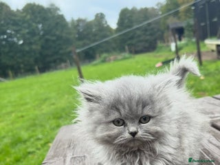 British Longhair cats Beautiful British long hair ready for new home - Advert 1