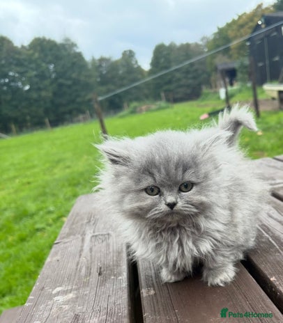 British Longhair cats Beautiful British long hair ready for new home - Advert 1