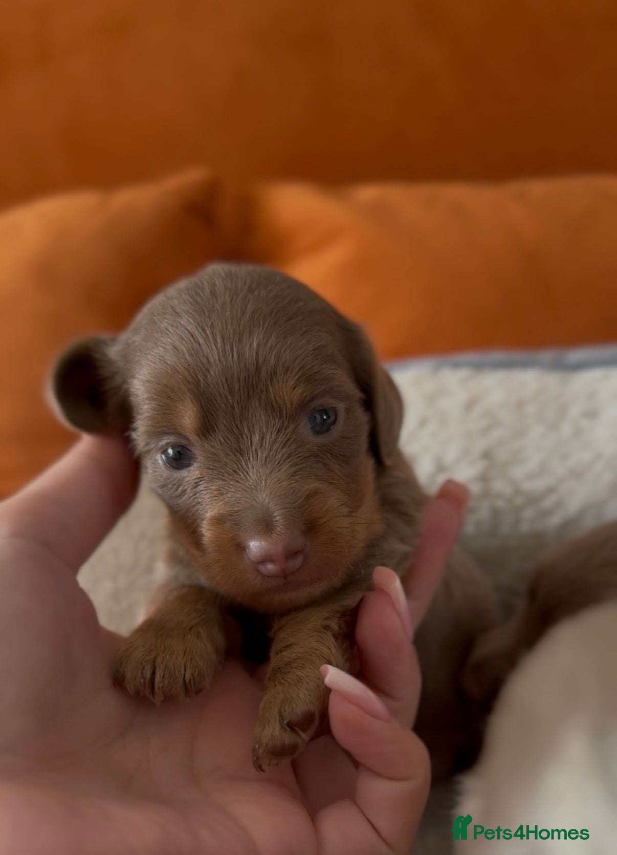 Miniature Dachshund dogs Miniature dachshund long&short isabella dapple - Advert 2