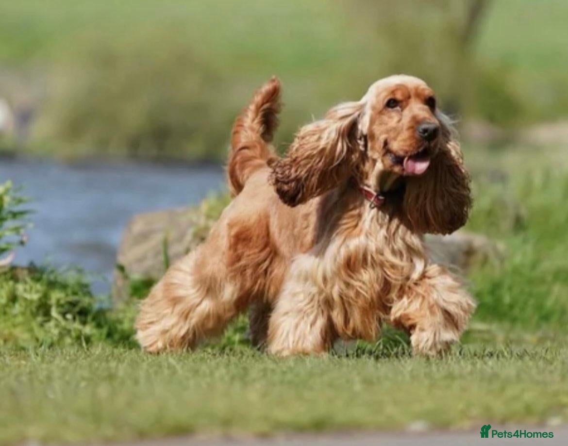 Cocker Spaniel dogs Show Type Cocker Spaniels  - Advert 2