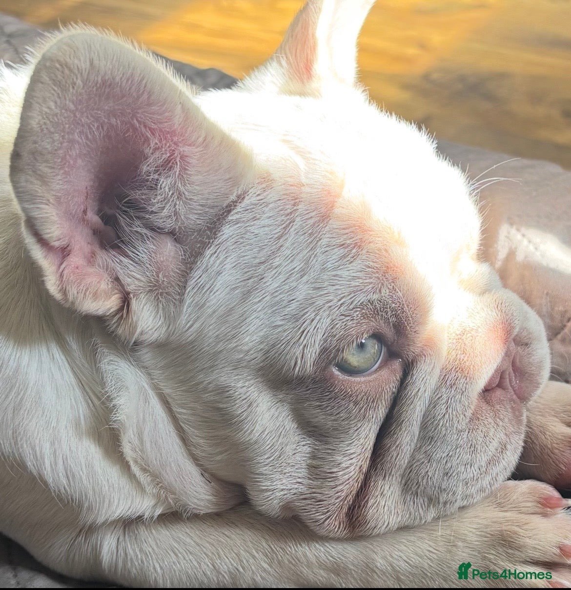 French Bulldog dogs French bulldogs pink and fluffy carriers - Advert 1