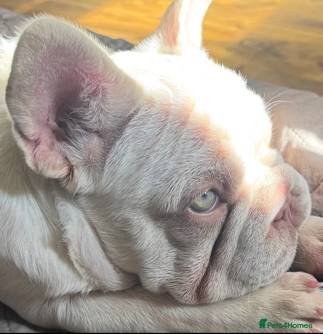 French Bulldog dogs for sale: French bulldogs pink and fluffy carriers - Advert 1