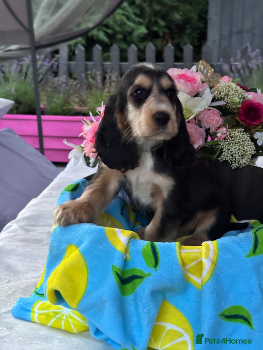 Cocker Spaniel dogs for sale: 3boys only  show type cocker spaniel puppies in Market Drayton - Image 29