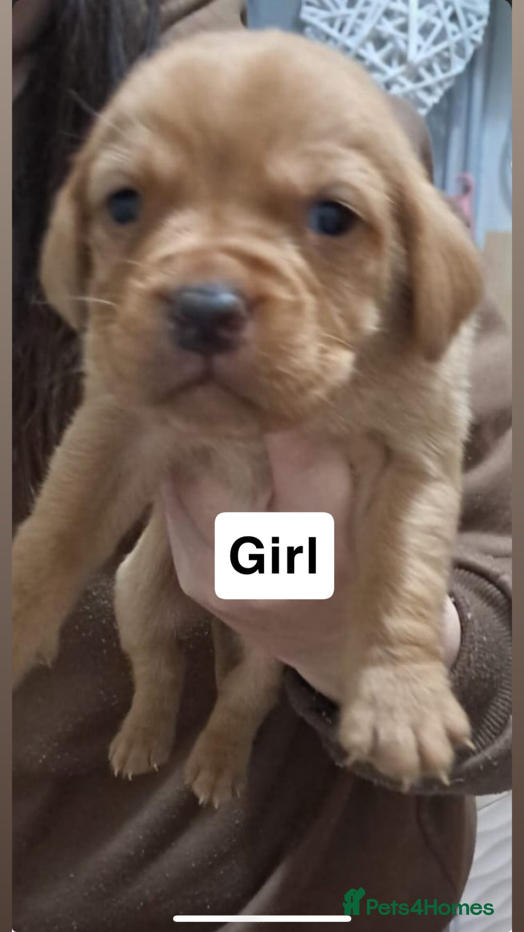 Labrador Retriever dogs for sale: Litter of 8 Labrador puppies  - Advert 3