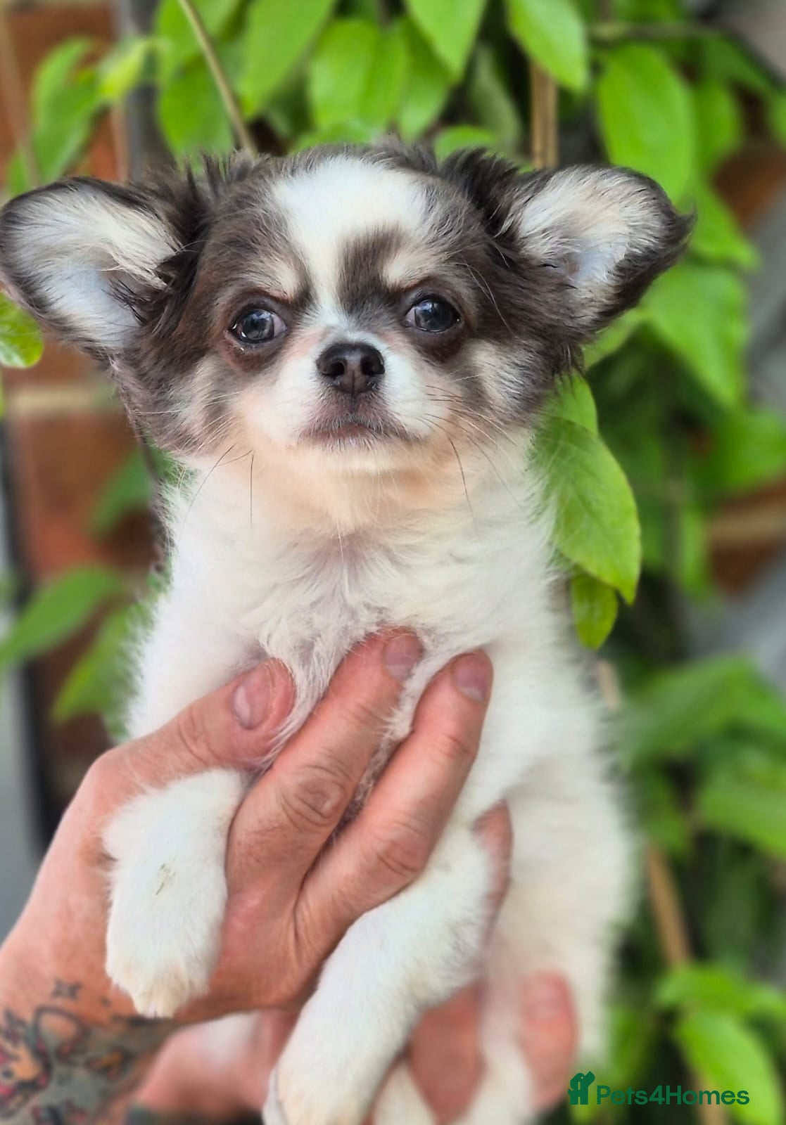 Chihuahua dogs Amazing Longcoat Chihuahua Puppies. READY NOW - Advert 1