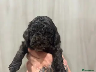 Cockapoo dogs Cockapoo puppies - Advert 2