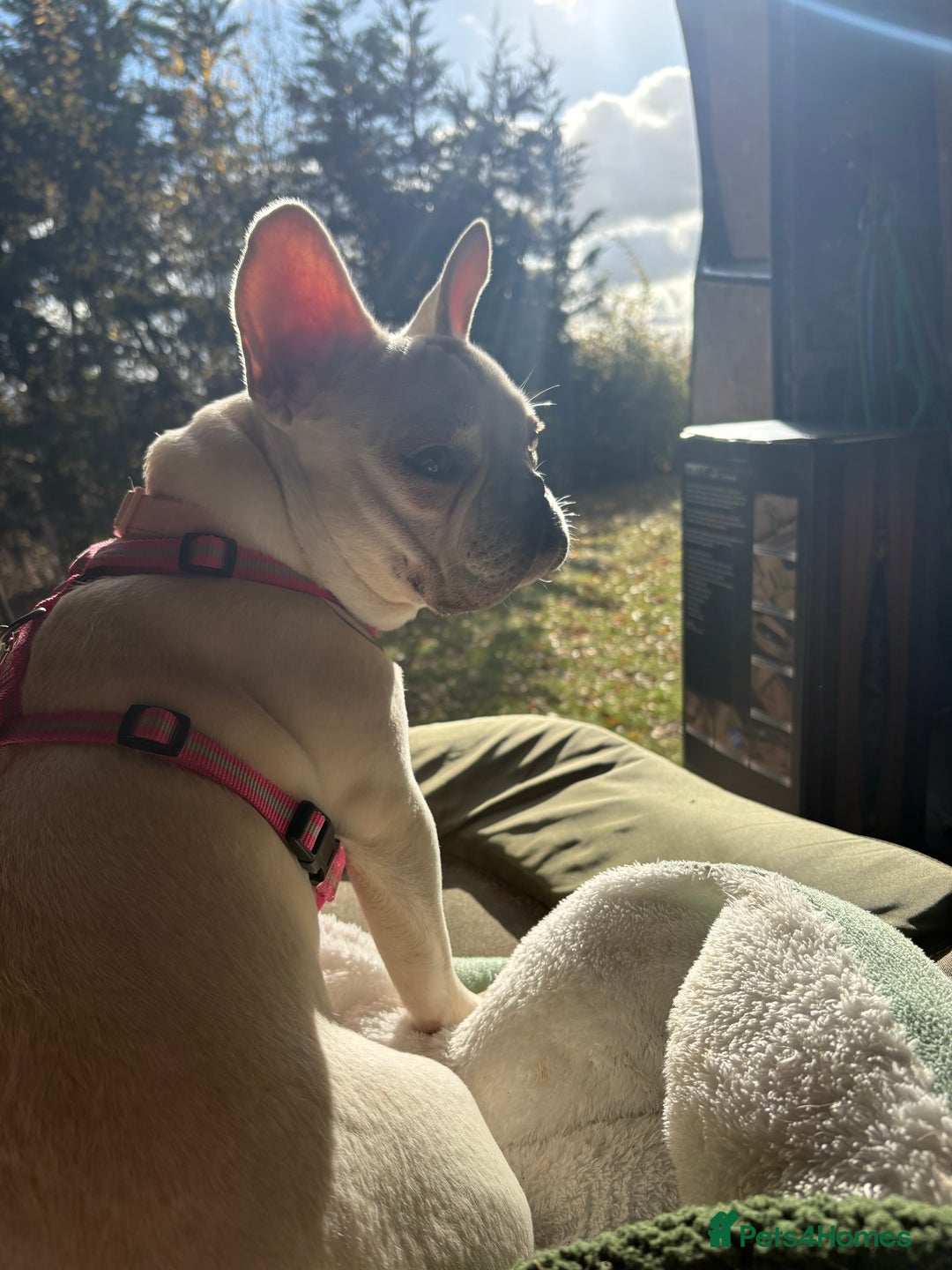 French Bulldog dogs for sale: Female French bulldog  - Image 1