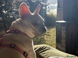 French Bulldog dogs Female French bulldog - Advert 18