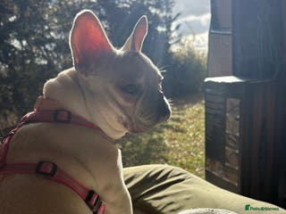 French Bulldog dogs Female French bulldog - Advert 22