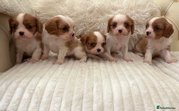 Cavalier King Charles Spaniel dogs for sale: 🐶 true miniature King Charles puppy’s 🐶 - Image 5