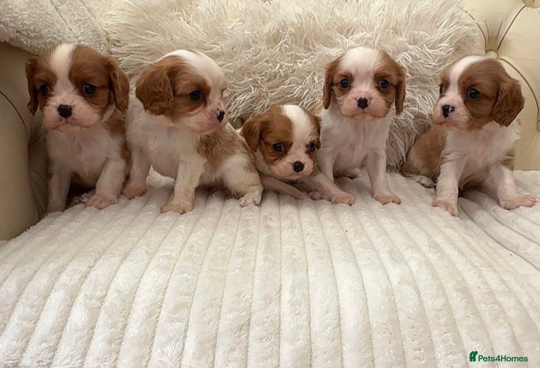 Cavalier King Charles Spaniel dogs for sale: 🐶 true miniature King Charles puppy’s 🐶 - Image 5