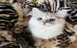 British Longhair cats for sale: READY NOW ‼️🏆British Longhair Boy.GCCF  - Image 7