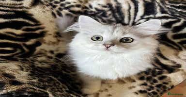 British Longhair cats - Advert 12